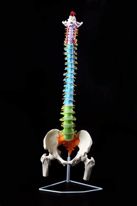 1 1 Human Spine Skeleton Model Adult Orthopedic Exercises With