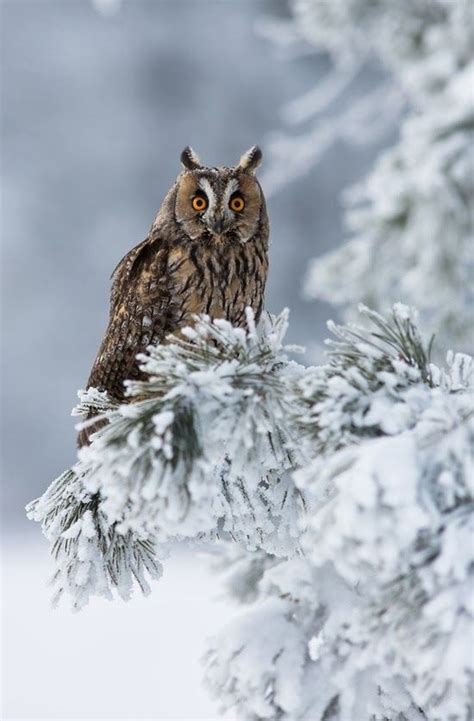 Stunning Picz Long Eared Owl The Captivating Cold Its A Winter