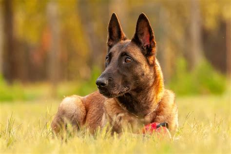 All Belgian Malinois Colors Explained What Colors Are Up To The Breed