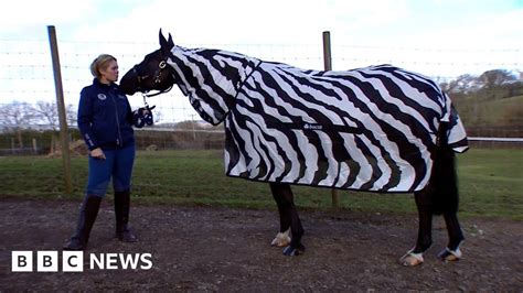 Why Is This Horse Dressed Like A Zebra Bbc News