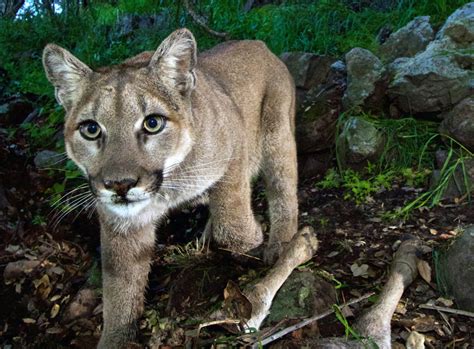 Endangered Eastern Cougar Headed For Official Extinction