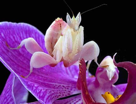 beautiful huntresses scientists explain why mantises evolved to resemble orchids orchid
