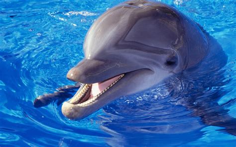 Dolphin Hd Wallpapers Top Free Dolphin Hd Backgrounds Wallpaperaccess