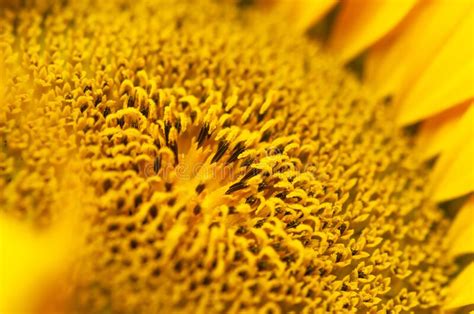 Beautiful Fresh Yellow Sunflower Macro Shooting Sunflower Blooming