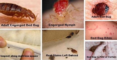How To Find Bed Bug Bites Pest Phobia
