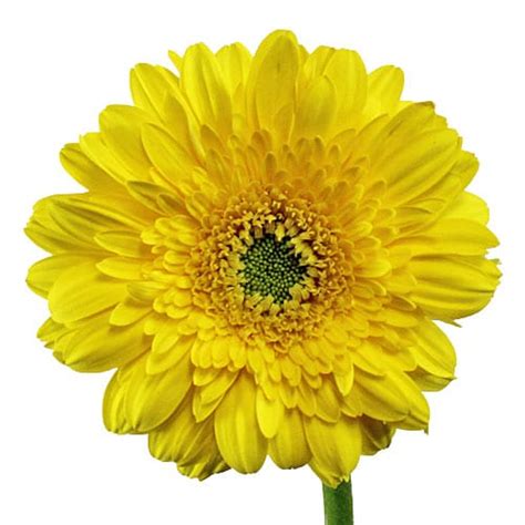We did not find results for: Yellow Gerbera Daisy - 50 Stems - Toronto Bulk Flowers