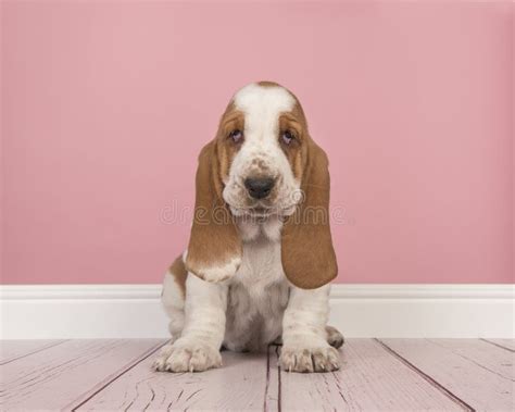 Cute Red And White Basset Hound Puppy Sitting In A Pink Living R Stock