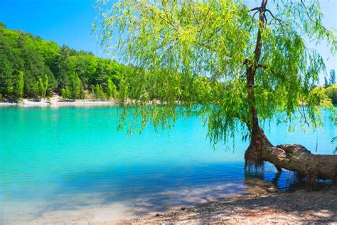 Green Willow Tree Over The Water Of Turquoise Lake Stock Photo Image