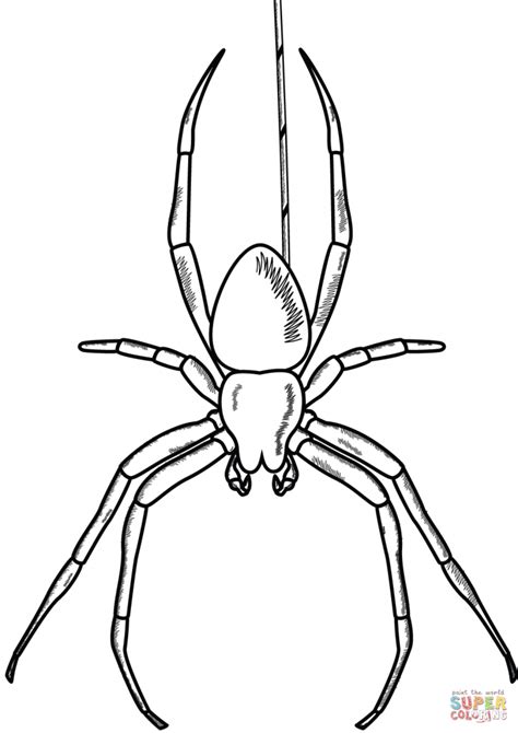 Black Widow Spider Coloring Pages Free Coloring Pages