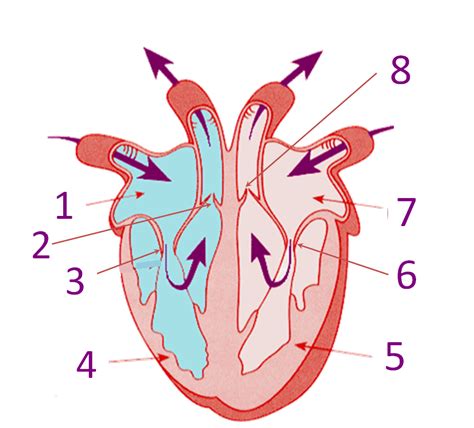 43 Heart Diagram Unlabeled Png Png Diagrams