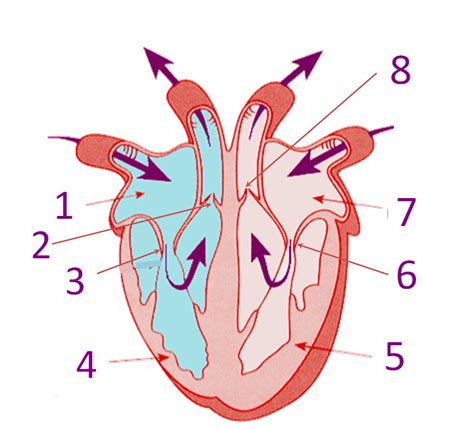 The heart is a powerful muscle that pumps blood throughout the body by means of a coordinated contraction. Parts Of The Heart - ProProfs Quiz