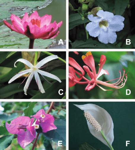 Examples Of Diverse Types Of Petaloid Organs Across The Angiosperms A