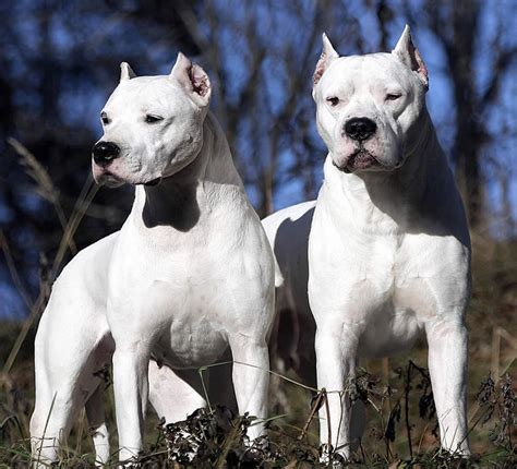 All information about argentinos jrs. Dogo Argentino Info, Temperament, Life Span, Puppies, Pictures