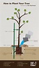 How to Plant Your Tree Infographic on Behance