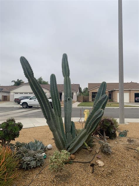 Download in under 30 seconds. My parents didn't research the cactus they bought a year ...