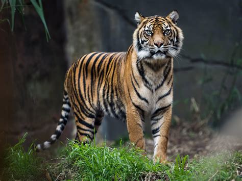 Reclassifying Remaining 4 000 Tigers In World Could Help Save Them From Extinction Research