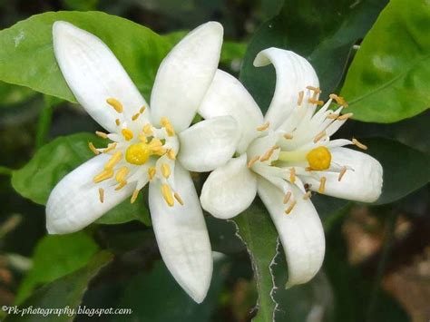 Orange Blossoms Nature Cultural And Travel Photography Blog