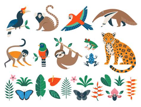 Rainforest Animals For Kids Clipart