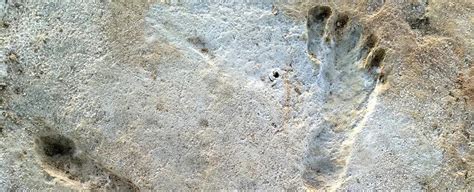 Incredible Fossil Footprints Are The Earliest Known Trace Of Humans In