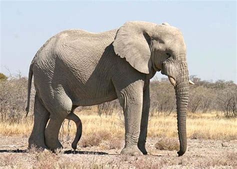 Какие половые органы у слонов