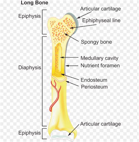 Typical Long Bone Labeled Long Bone Anatomy Human Anatomy Quiz