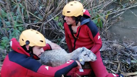 Bajo un relato que es crónica, diario, epistolario y soliloquio, un hombre. El rescate en kayak de una oveja en un barranco de gran altura