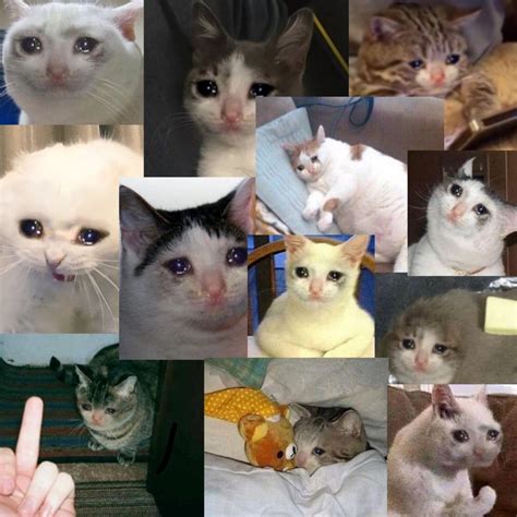 Top 29 Crying Cat Memes Cat Memes Cats Memes