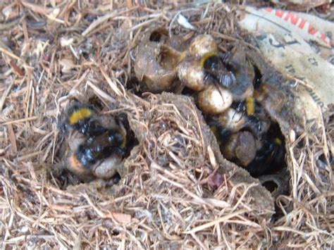 You'll know it's a carpenter bee nest by the perfectly round hole they bore into wood. Bumble bees nest in my compost : Grows on You