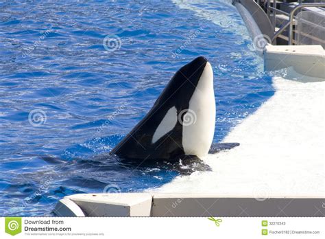 Killer Whale Orcinus Orca Stock Photos Image 32270343