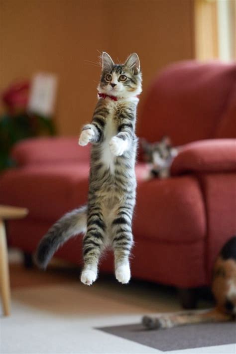 Cats Everywhere Are Jumping For Joy Over Banixx Funny