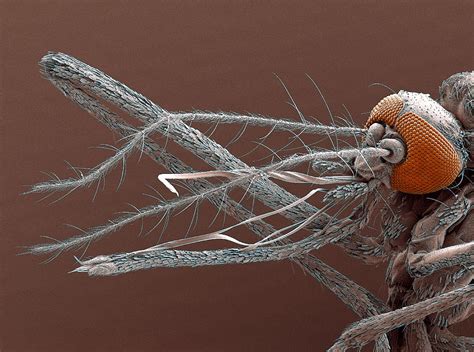Mosquito Mouthparts Sem Photograph By Steve Gschmeissner Fine Art