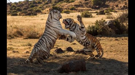 Tiger Vs Tiger Real Fight Youtube