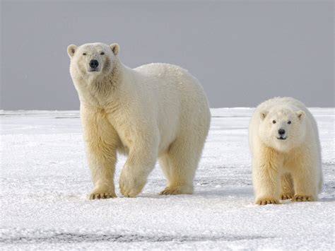 Lední Medvěd Vám Dá Lekci Jak Se Bezpečně Pohybovat Po Ledě