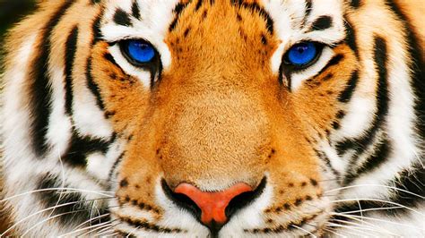 Download hd wallpapers of tigers,cheetahs,leopards,bengal tigers,siberian tigers,snow leopards,white tigers in high resolutions. Tiger Wallpapers | Best Wallpapers