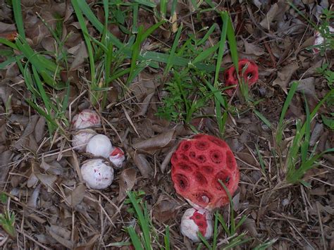 Strange Red Mushrooms Pods Found In Florida Mushroom Hunting And