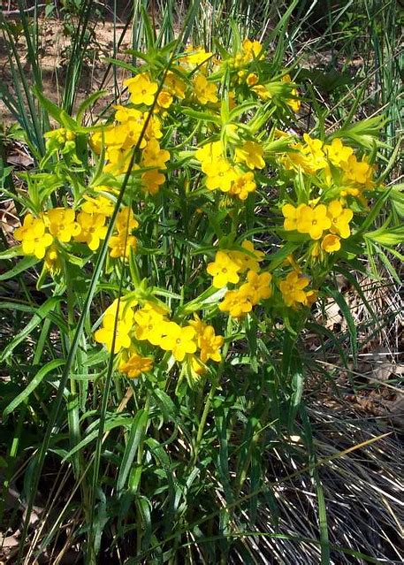 Yellow Wildflowers At Indiana Dunes National Monument Flickr Photo