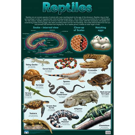 Reptiles Wall Chart Rapid Online