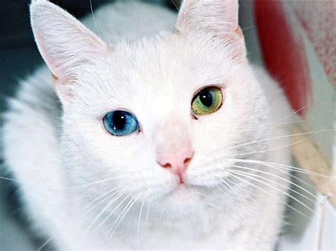20 Animals With Two Different Colored Eyes Twistedsifter