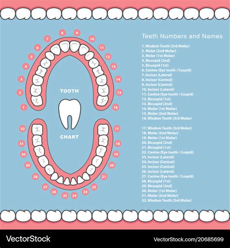 Tooth Chart With Names Dental Infographics Vector Image Human Tooth