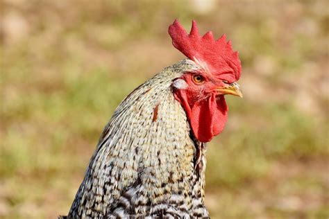 Hahn Rooster Head Poultry Cockscomb Chicken Gockel Image Finder