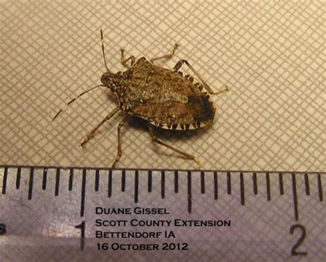 Orkin can help remove and protect your yard from stink bugs, call an expert today. Brown Marmorated Stink Bug Confirmed in Iowa ...