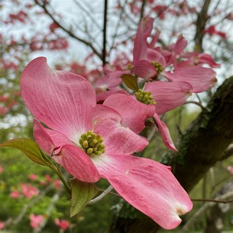 Mature flowering dogwood trees produce blooms all spring. Flowering Dogwood ~ Cornus florida L. ~ Vic's Tree Service