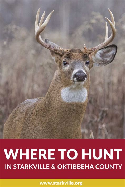 Where To Hunt In Starkville And Oktibbeha County White Tailed Deer