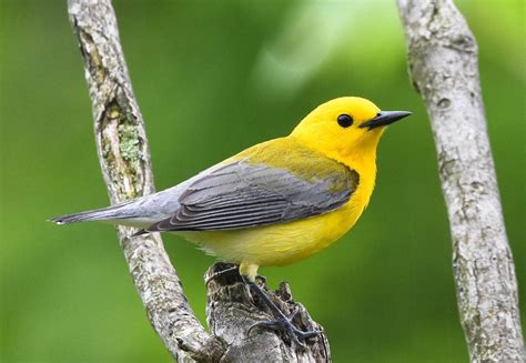 25 Small Yellow Birds You Should Know 2023