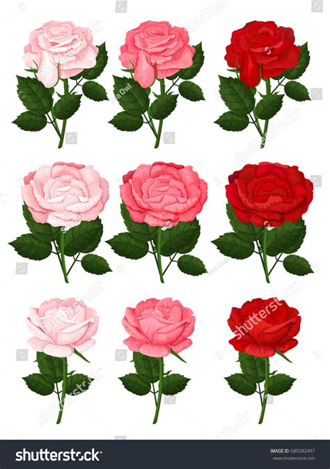 Beautiful Pink Red Roses Flowers Icons Stock Vector Royalty Free