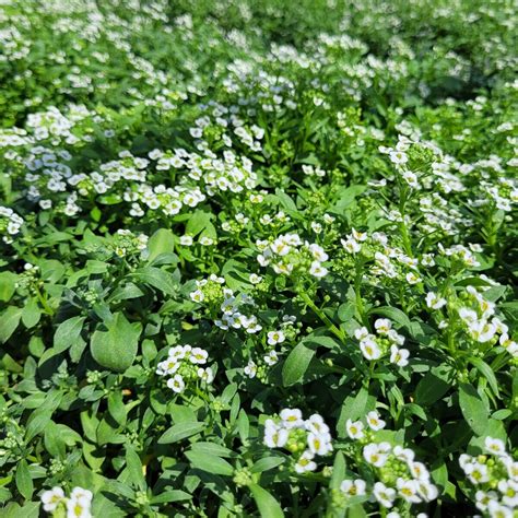 Lobularia Maritima Clear Crystal White Alyssum Siteone