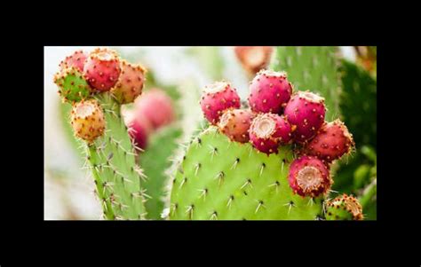 Market Workshop Cactus Fruit Gems Of The Desert