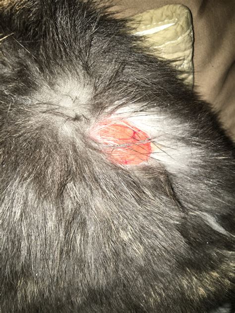 Cats use their whiskers to make sense out of their environment. Red open sore on cats back/side. Cat doesn't want to eat ...