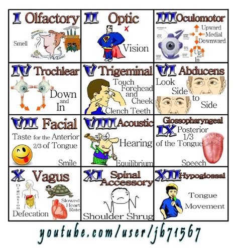Either way, they can be helpful for remembering the names of the twelve cranial nerves , as well as remembering which nerves are sensory, motor, or both. 12 Cranial Nerves | Nursing students, Cranial nerves ...