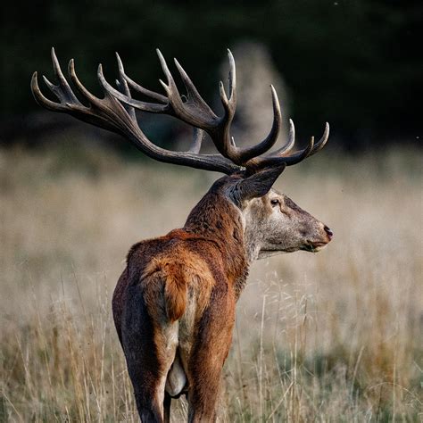 Beautiful Red Deer Stag Photograph By Daniel Faisst Fine Art America